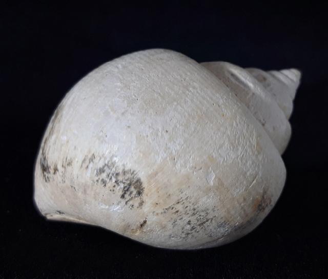 Crommium angustatum (GRATELOUP 1827) - Bild &copy; FossNet FossilienStore